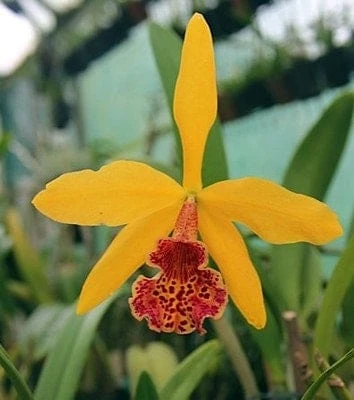 Orchid Cattleya Blc Copper Queen Plant Comes In 2" Pot