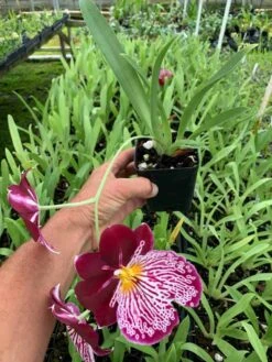 Orchid Miltoniopsis Breathless 'Beauty' Live Plants From Hawaii