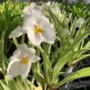 Orchid Miltoniopsis Ivan Komoda ’Pacific Clouds‘ Fragrant Live Plant From Hawaii