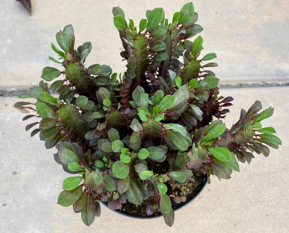 Mature Royal Red | Good Luck Plant - Image 5