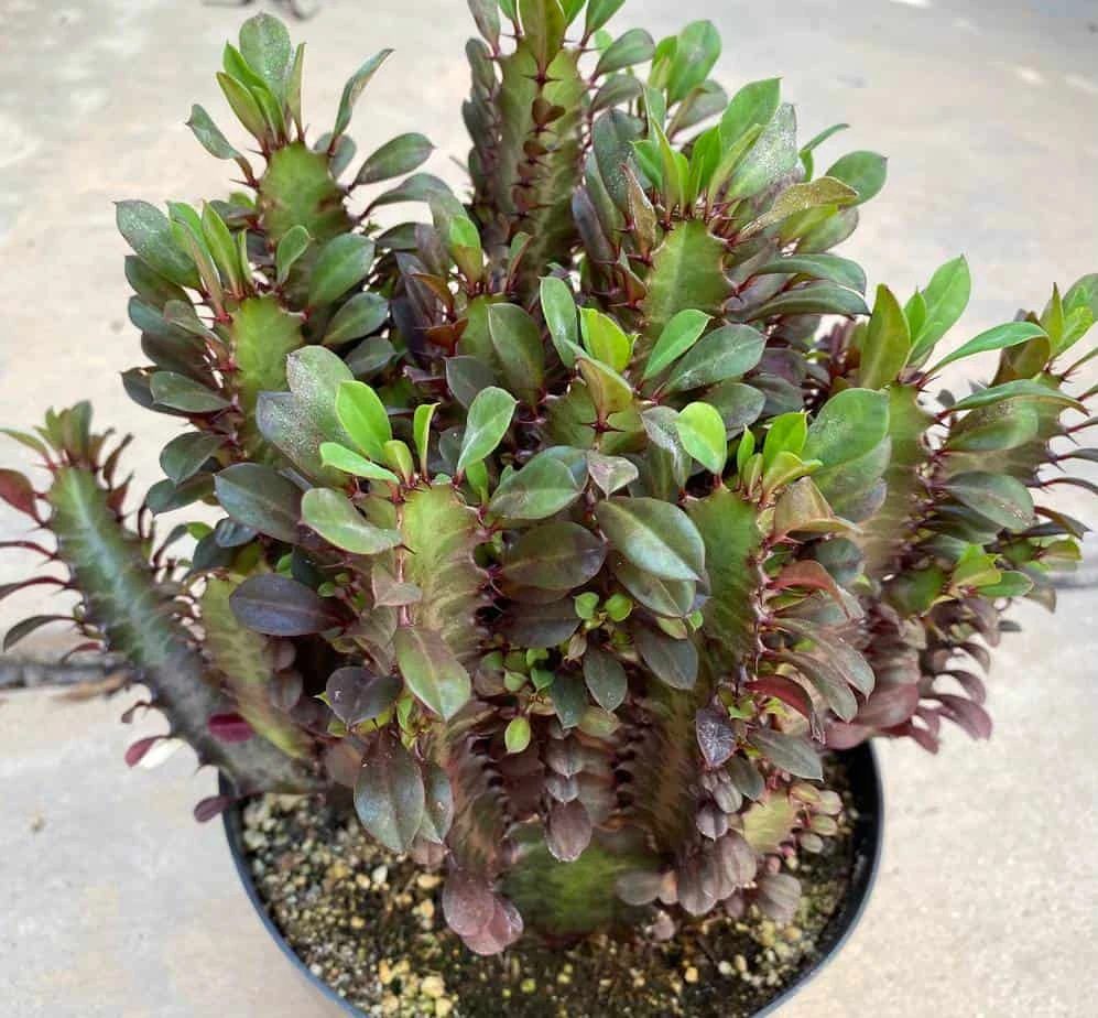 Mature Royal Red | Good Luck Plant - Image 2