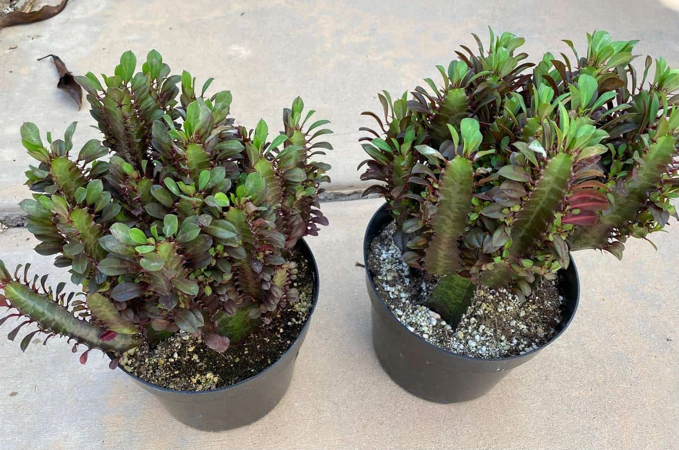 Mature Royal Red | Good Luck Plant - Image 7