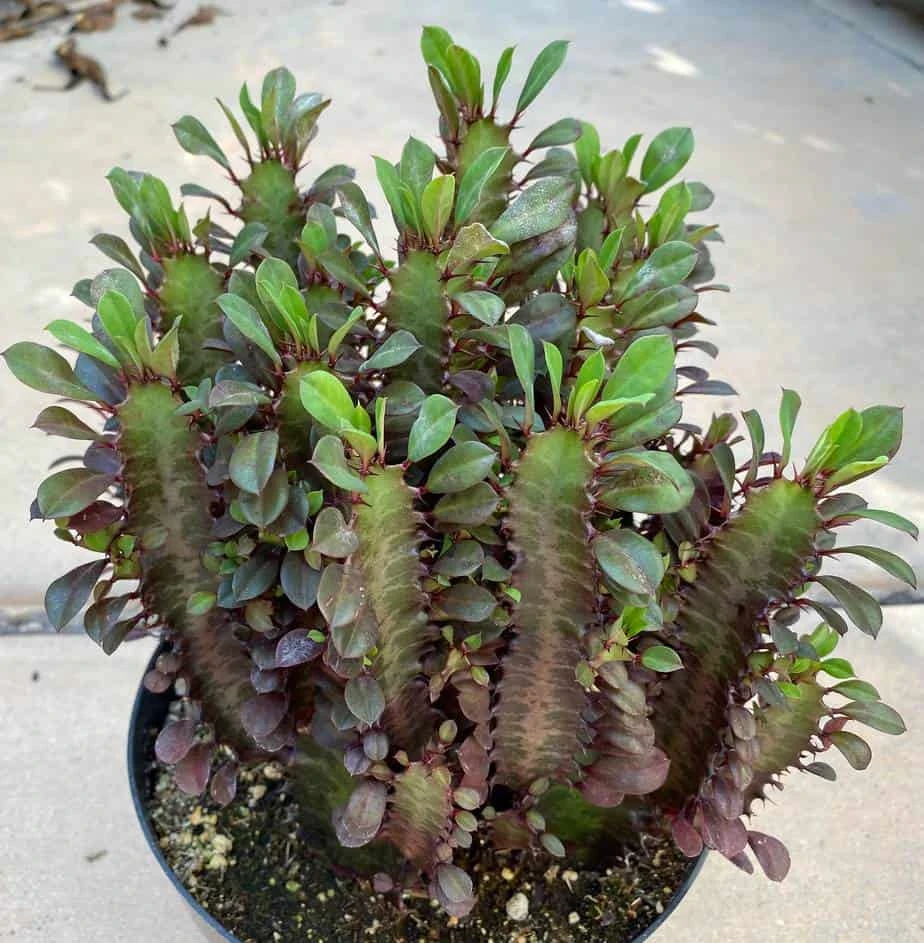 Mature Royal Red | Good Luck Plant - Image 8