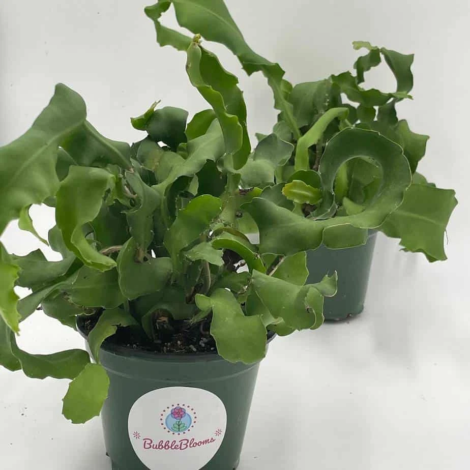 Curly Sue Big In 4 Inch Pot, Epiphyllium Guatemalensis Mostrouse, Curly Locks Orchid Cactus, Pink Flower Cactus, Grows Large - Image 2