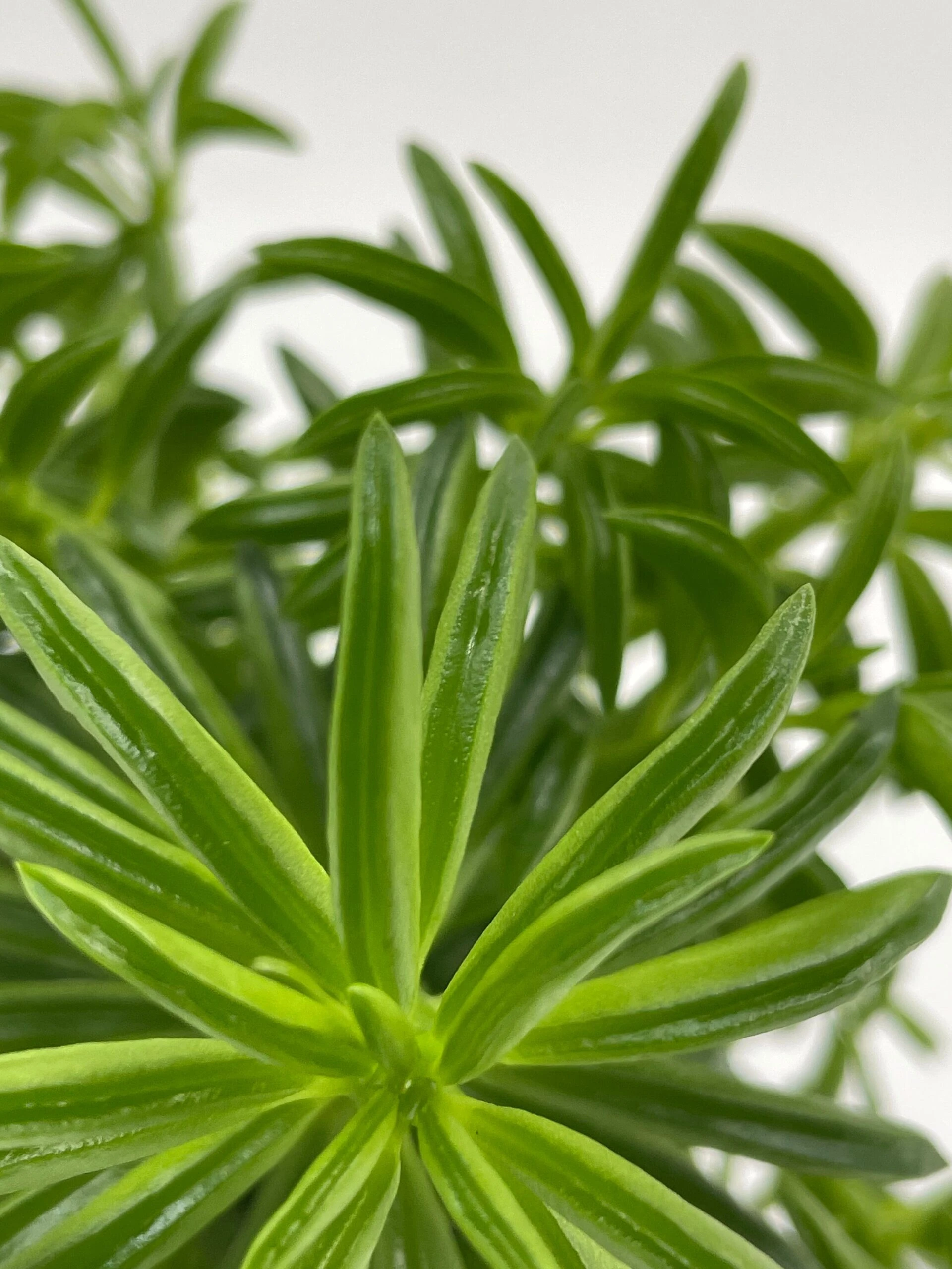 Taco Plant / Peperomia Axillaris / Happy Bean / Peperomia Ferreyrae Yunck / Philodendron Selloum, Horsehead Philodendron, Tree Philodendron - Image 6