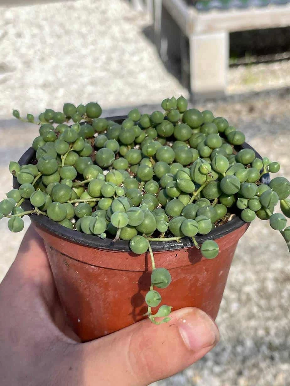 String Of Pearls, Senecio Rowleyanus, String Of Peas, String Of Beads, Necklace Succulent, Well Rooted Very Filled Healthy, String-of-pearls - Image 5