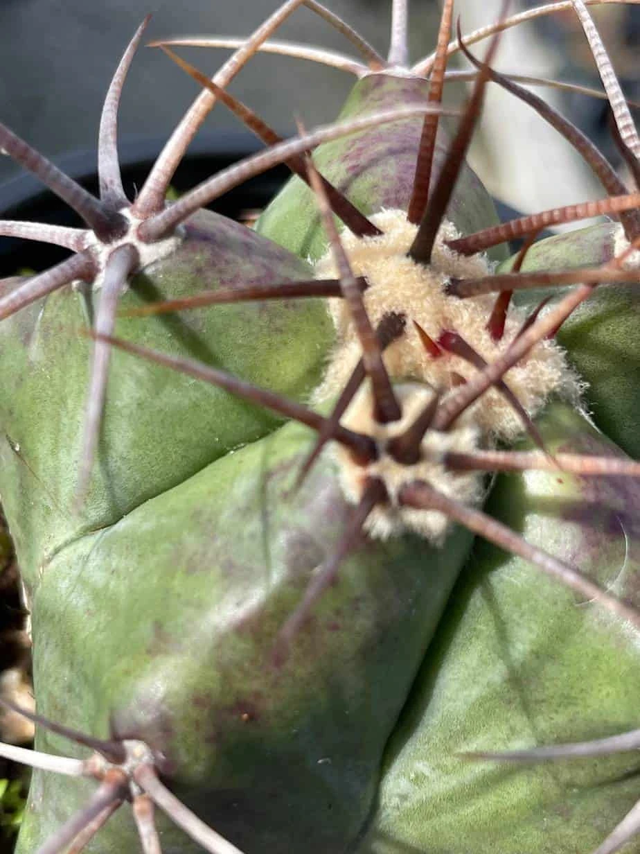 Ferocactus Emoryi, Star Shaped Emory's Barrel Cactus, Coville's Barrel Cactus, 5-point Cactus, In 4 Inch Pot, Well Rooted Healthy Starter - Image 2