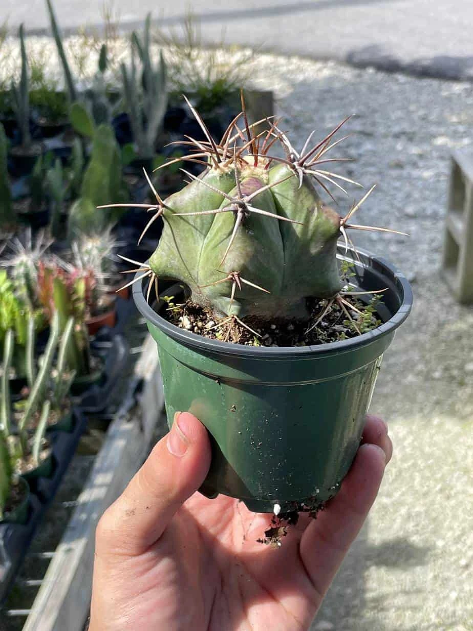 Ferocactus Emoryi, Star Shaped Emory's Barrel Cactus, Coville's Barrel Cactus, 5-point Cactus, In 4 Inch Pot, Well Rooted Healthy Starter - Image 7