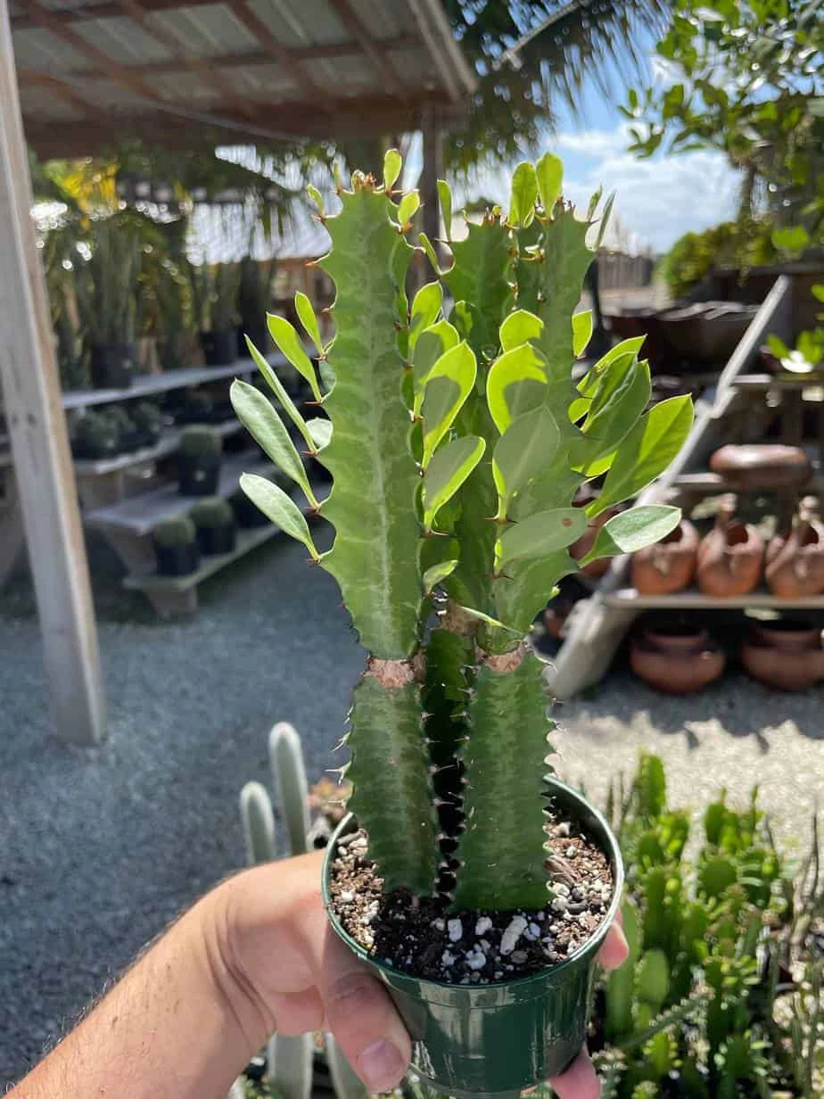Original African Milk Tree, Euphorbia Trigona Green, Non-Variegated, Giant Big Thick Multi Branches, In A 4 Inch Pot, Well Rooted Beautiful - Image 5
