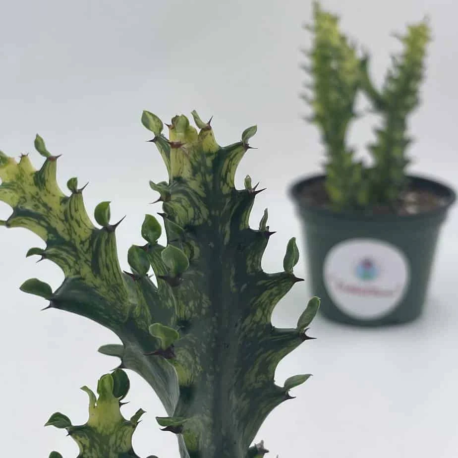 Variegated Euphorbia Trigona, 4 Inch Pot Tricolor African Milktree, Varigated 1 Stem Per Pot - Image 2