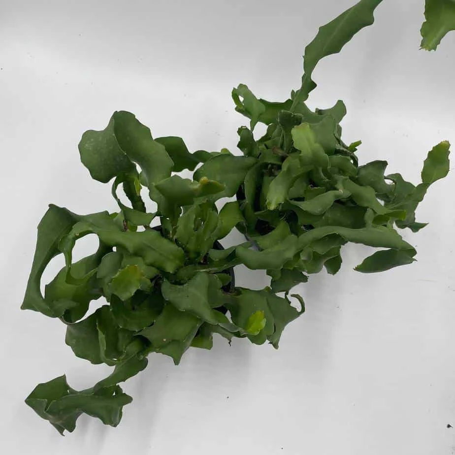 Curly Sue Big In 4 Inch Pot, Epiphyllium Guatemalensis Mostrouse, Curly Locks Orchid Cactus, Pink Flower Cactus, Grows Large - Image 3