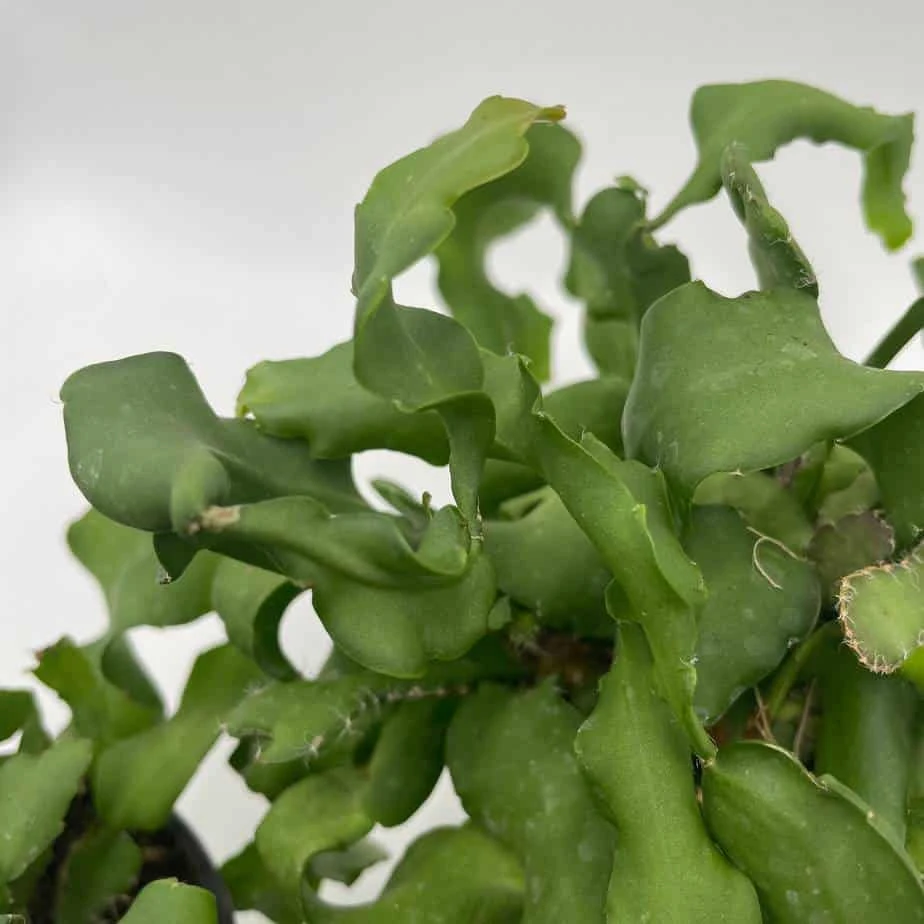 Curly Sue Big In 4 Inch Pot, Epiphyllium Guatemalensis Mostrouse, Curly Locks Orchid Cactus, Pink Flower Cactus, Grows Large - Image 4