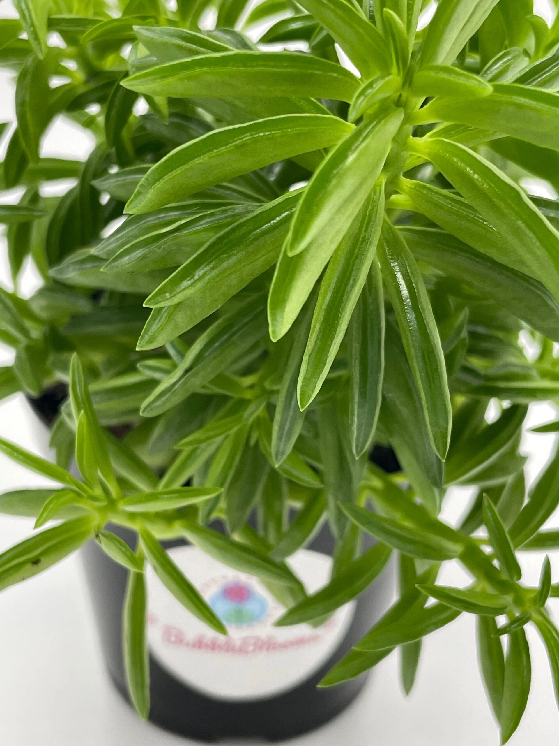 Taco Plant / Peperomia Axillaris / Happy Bean / Peperomia Ferreyrae Yunck / Philodendron Selloum, Horsehead Philodendron, Tree Philodendron - Image 8