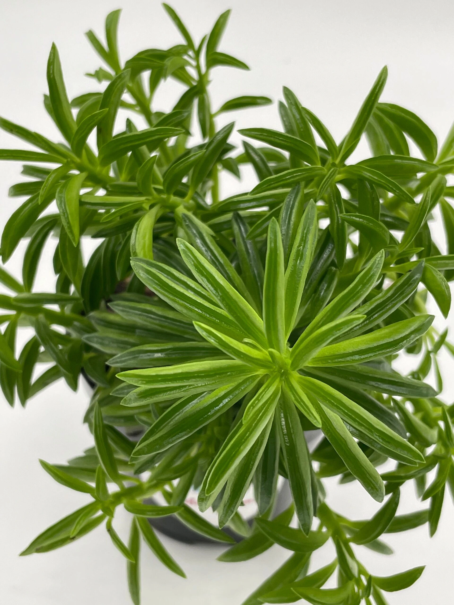 Taco Plant / Peperomia Axillaris / Happy Bean / Peperomia Ferreyrae Yunck / Philodendron Selloum, Horsehead Philodendron, Tree Philodendron - Image 4