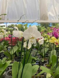 White Phalaenopsis Orchid Orchidaceae 'Moth Orchids' Blooming Size From Hawaii