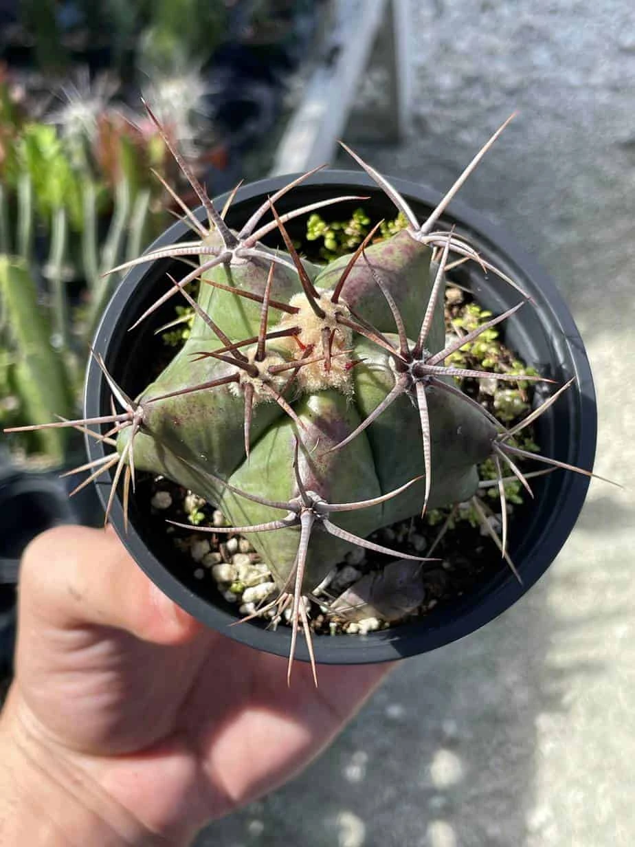 Ferocactus Emoryi, Star Shaped Emory's Barrel Cactus, Coville's Barrel Cactus, 5-point Cactus, In 4 Inch Pot, Well Rooted Healthy Starter - Image 6