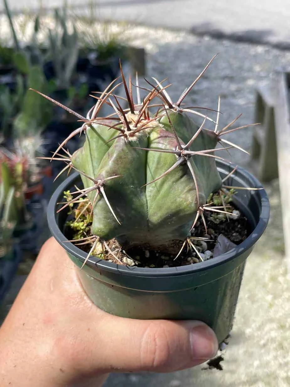 Ferocactus Emoryi, Star Shaped Emory's Barrel Cactus, Coville's Barrel Cactus, 5-point Cactus, In 4 Inch Pot, Well Rooted Healthy Starter - Image 3