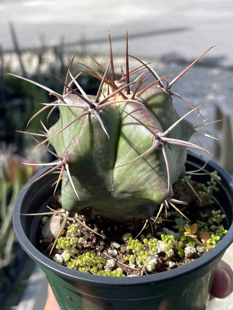 Ferocactus Emoryi, Star Shaped Emory's Barrel Cactus, Coville's Barrel Cactus, 5-point Cactus, In 4 Inch Pot, Well Rooted Healthy Starter - Image 5