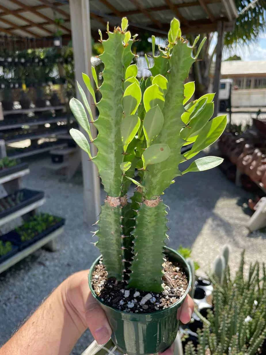 Original African Milk Tree, Euphorbia Trigona Green, Non-Variegated, Giant Big Thick Multi Branches, In A 4 Inch Pot, Well Rooted Beautiful - Image 2
