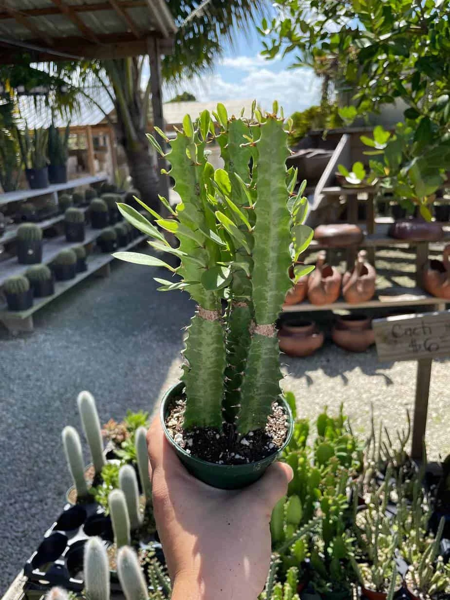 Original African Milk Tree, Euphorbia Trigona Green, Non-Variegated, Giant Big Thick Multi Branches, In A 4 Inch Pot, Well Rooted Beautiful - Image 6
