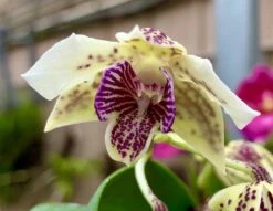 Delightful Dendrobium Chocolate Chip Fragrant Orchid Comes In 4" Pot Live Plant From Hawaii