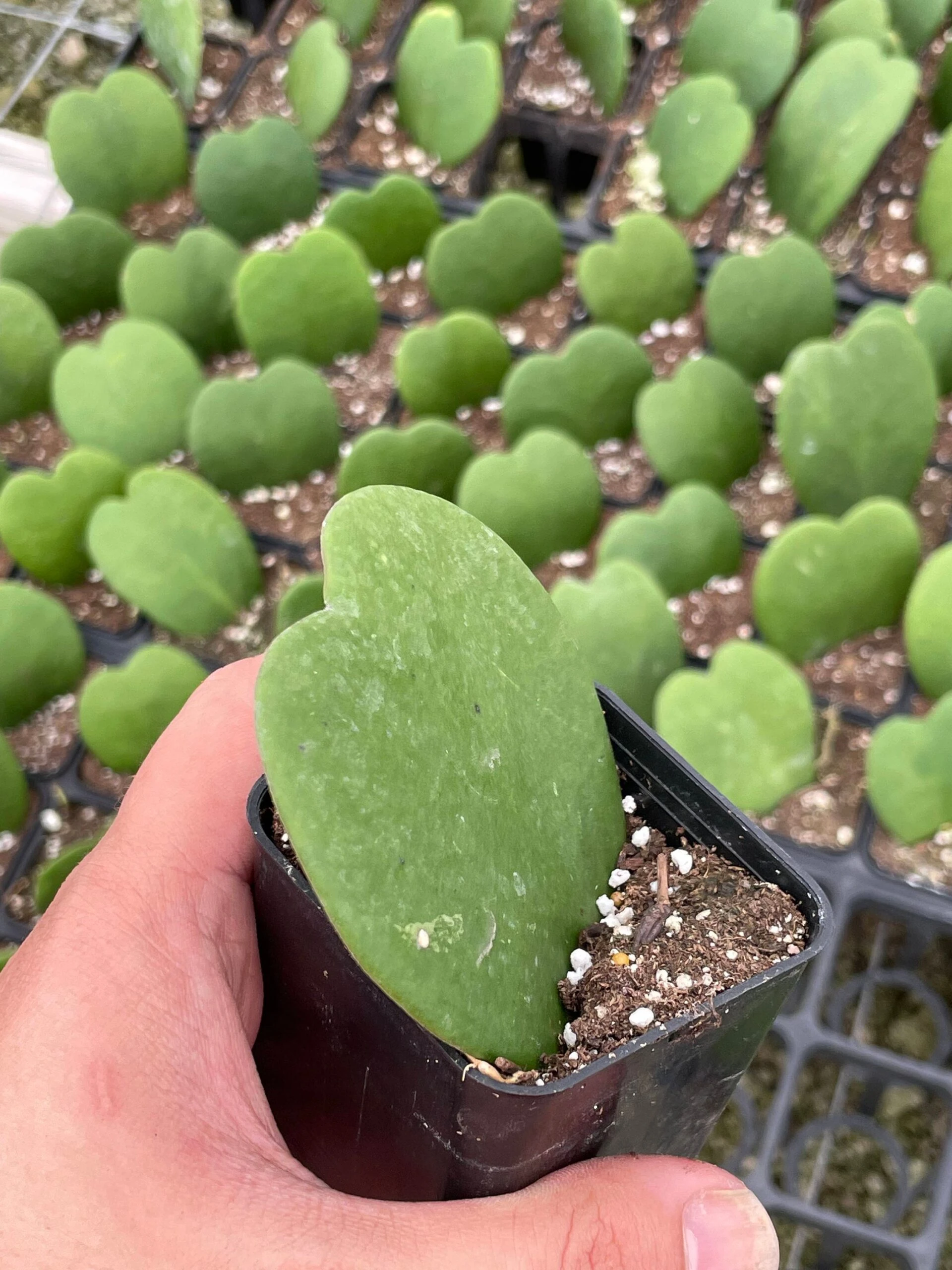 Green Hoya Kerrii Heart / Original Sweetheart Plant / Mothers Day Plant / Hoya Plant / Heart Shaped Succulent / Heart Hoya / Live Plant Rare - Image 4