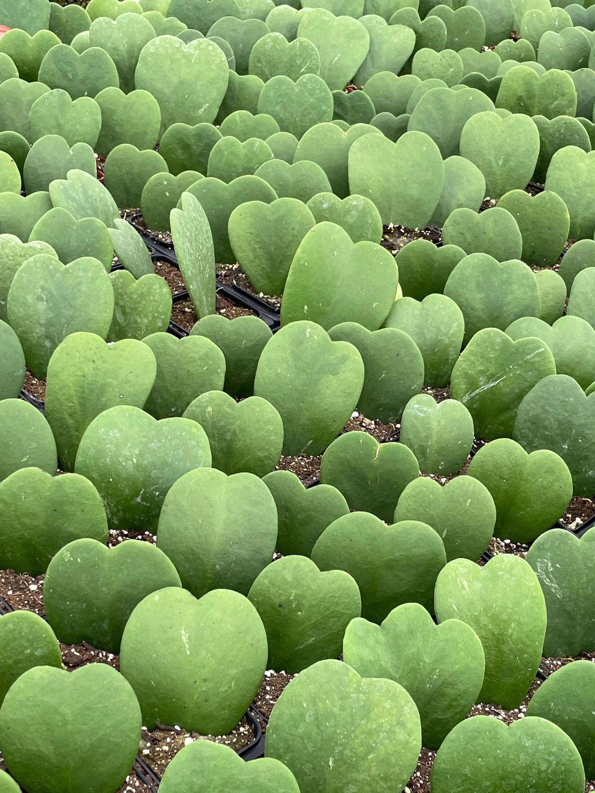 Green Hoya Kerrii Heart / Original Sweetheart Plant / Mothers Day Plant / Hoya Plant / Heart Shaped Succulent / Heart Hoya / Live Plant Rare - Image 3