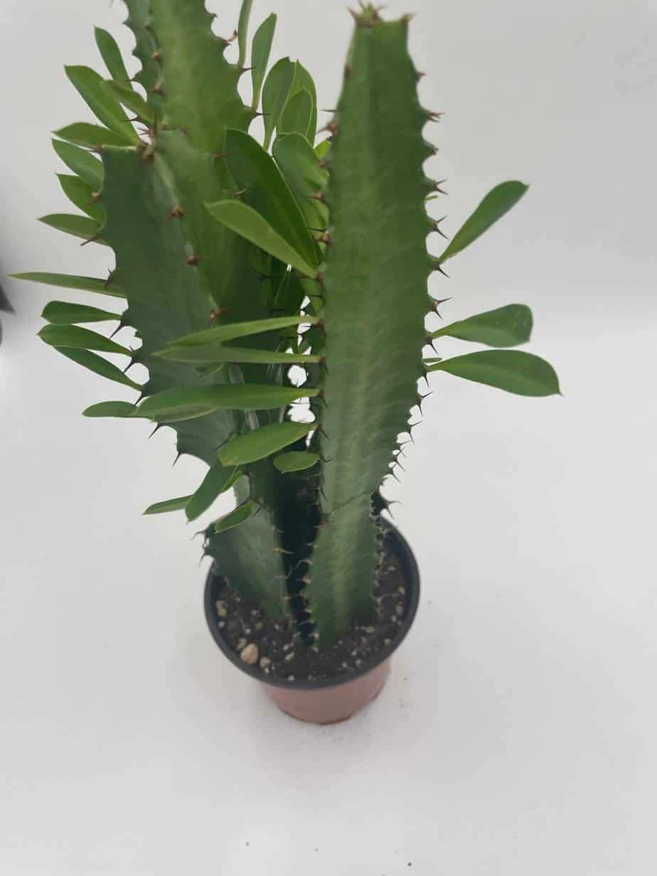 Original African Milk Tree, Euphorbia Trigona Green, Non-Variegated, Giant Big Thick Multi Branches, In A 4 Inch Pot, Well Rooted Beautiful - Image 8