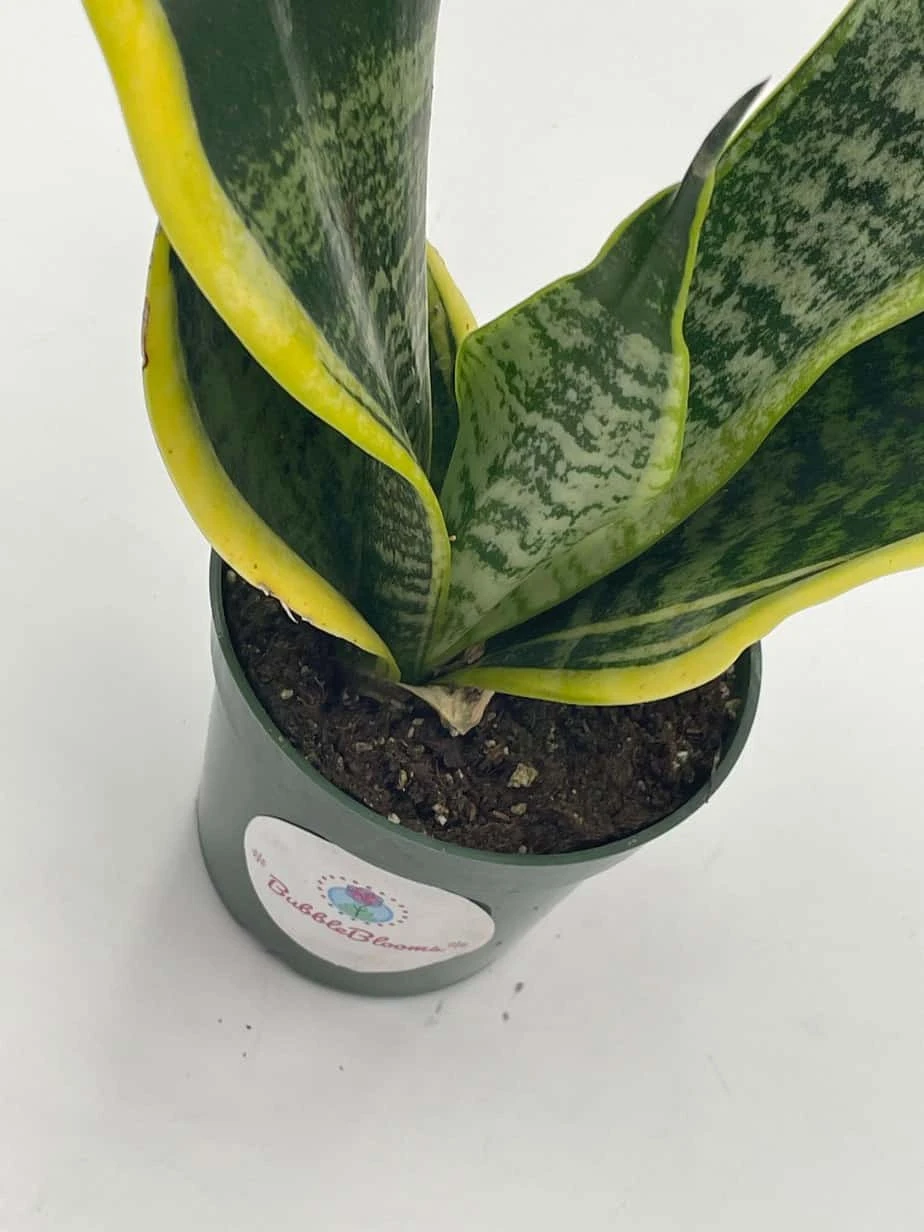 Variegated Snake Plant, Cow's Tongue, Lengua De Vaca, St George's Sword, Mother-in-law's Tongue, Viper's Bowstring Hemp Dracaena Trifasciata - Image 7