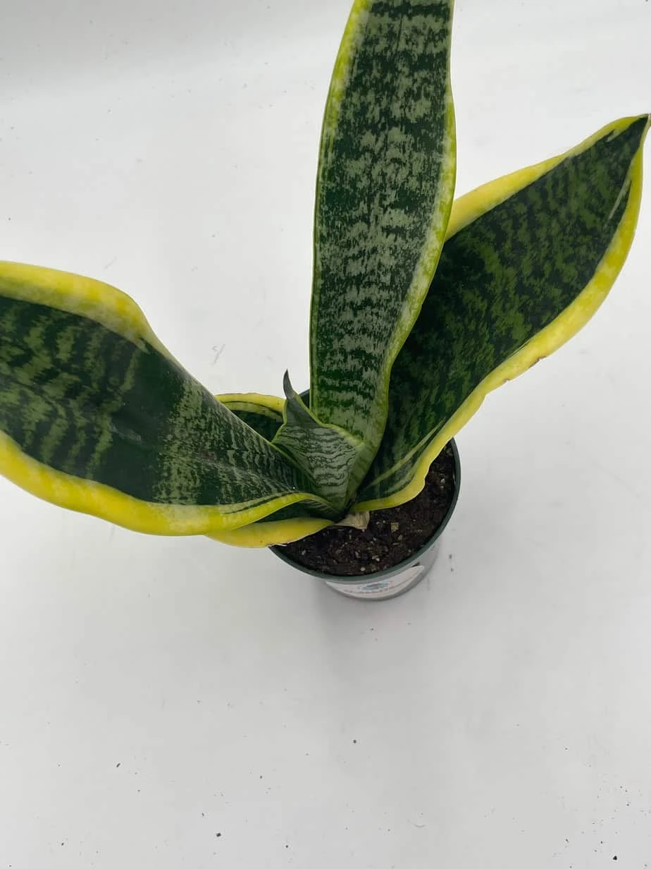 Variegated Snake Plant, Cow's Tongue, Lengua De Vaca, St George's Sword, Mother-in-law's Tongue, Viper's Bowstring Hemp Dracaena Trifasciata - Image 6
