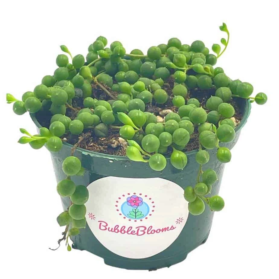 String Of Pearls, Senecio Rowleyanus, String Of Peas, String Of Beads, Necklace Succulent, Well Rooted Very Filled Healthy, String-of-pearls