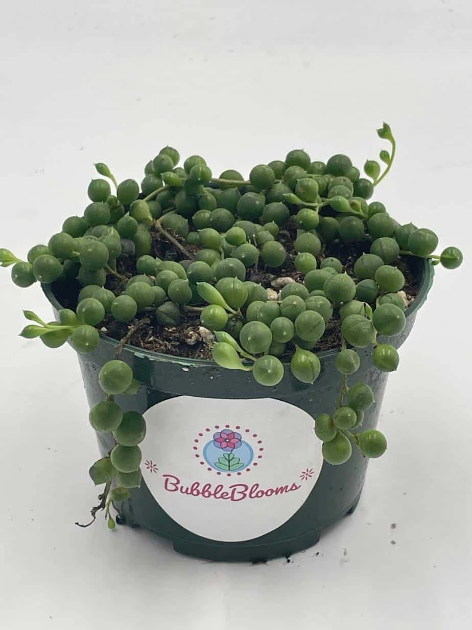 String Of Pearls, Senecio Rowleyanus, String Of Peas, String Of Beads, Necklace Succulent, Well Rooted Very Filled Healthy, String-of-pearls - Image 3