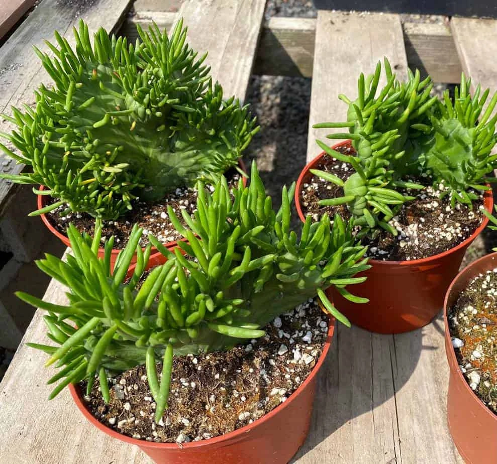 Mature Cactus Plant Eve's Needle Crest. Crested Form With Undulating Green Fans. Green And Yellow "soft" Needles. - Image 5
