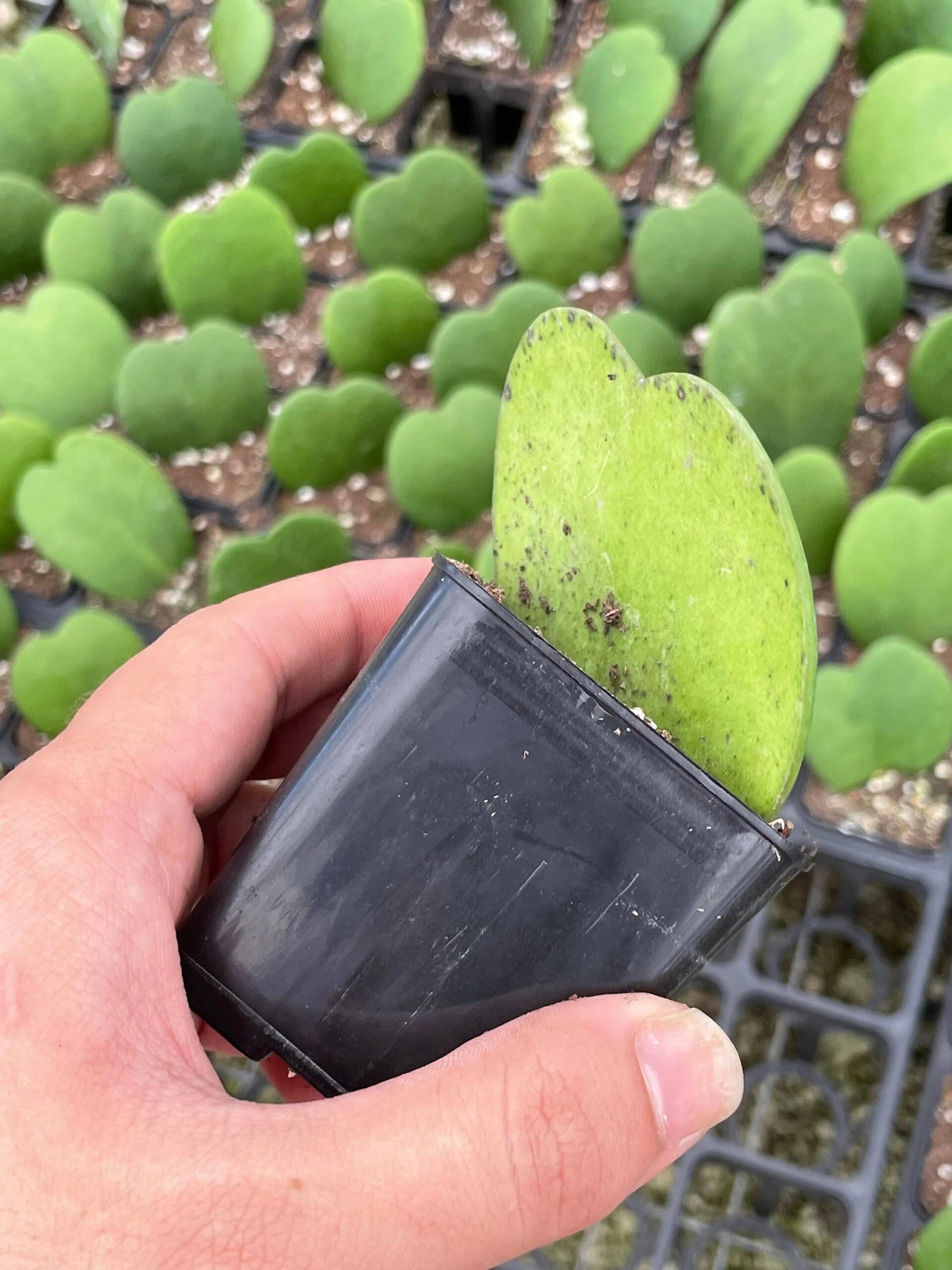 Green Hoya Kerrii Heart / Original Sweetheart Plant / Mothers Day Plant / Hoya Plant / Heart Shaped Succulent / Heart Hoya / Live Plant Rare - Image 5