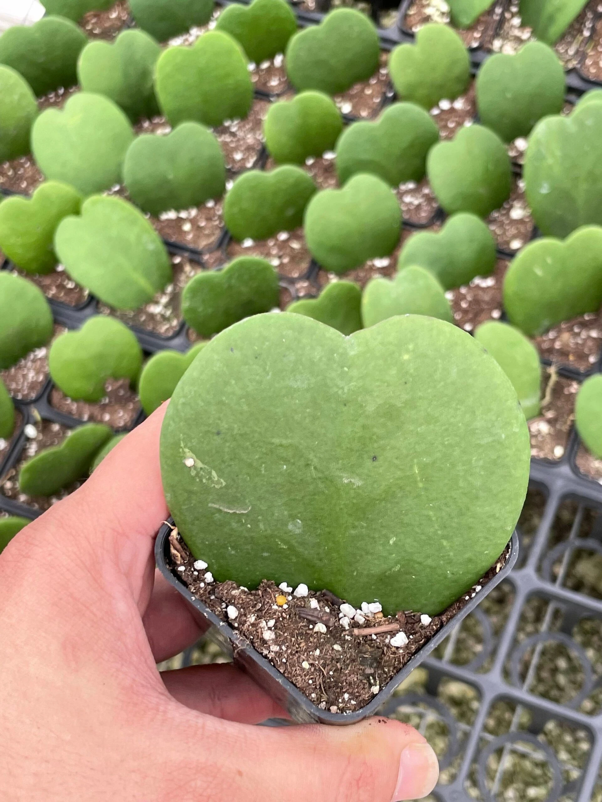 Green Hoya Kerrii Heart / Original Sweetheart Plant / Mothers Day Plant / Hoya Plant / Heart Shaped Succulent / Heart Hoya / Live Plant Rare - Image 2