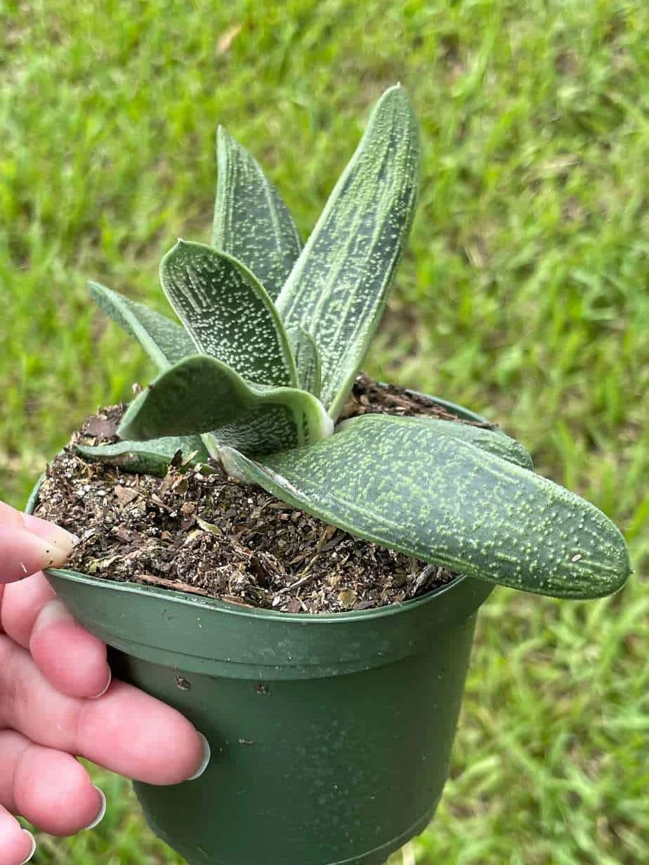 Gasteria Batesiana, Very Big, Cow Tongue, G.D.Rowley Xanthorrhoeaceae Little Warty In A 4 Inch Pot - Image 3