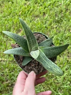 Gasteria Batesiana, Very Big, Cow Tongue, G.D.Rowley Xanthorrhoeaceae Little Warty In A 4 Inch Pot