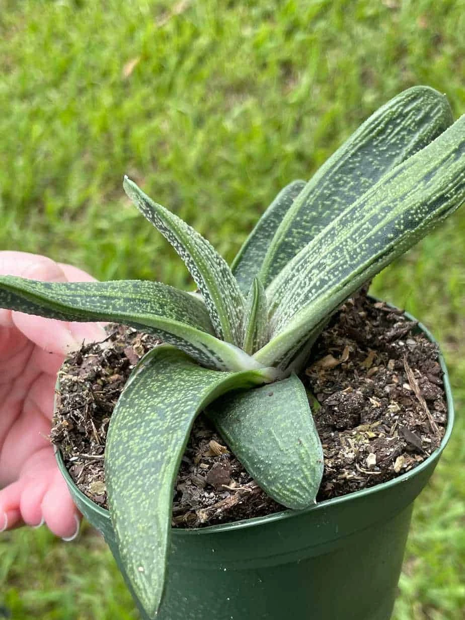 Gasteria Batesiana, Very Big, Cow Tongue, G.D.Rowley Xanthorrhoeaceae Little Warty In A 4 Inch Pot - Image 4