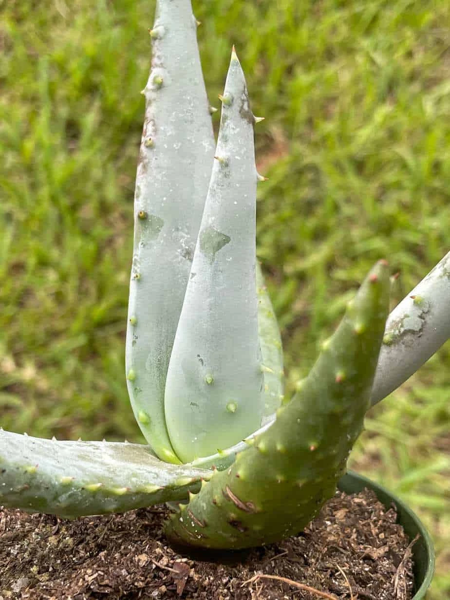 Aloe Ferox 'Cape' Bitter Aloe, Very Filled In 4 Inch Pot - Image 5