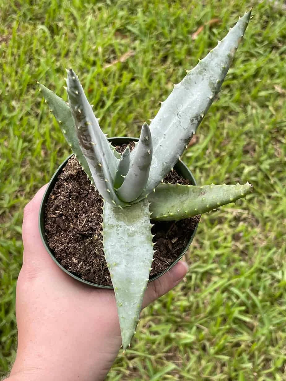 Aloe Ferox 'Cape' Bitter Aloe, Very Filled In 4 Inch Pot - Image 2