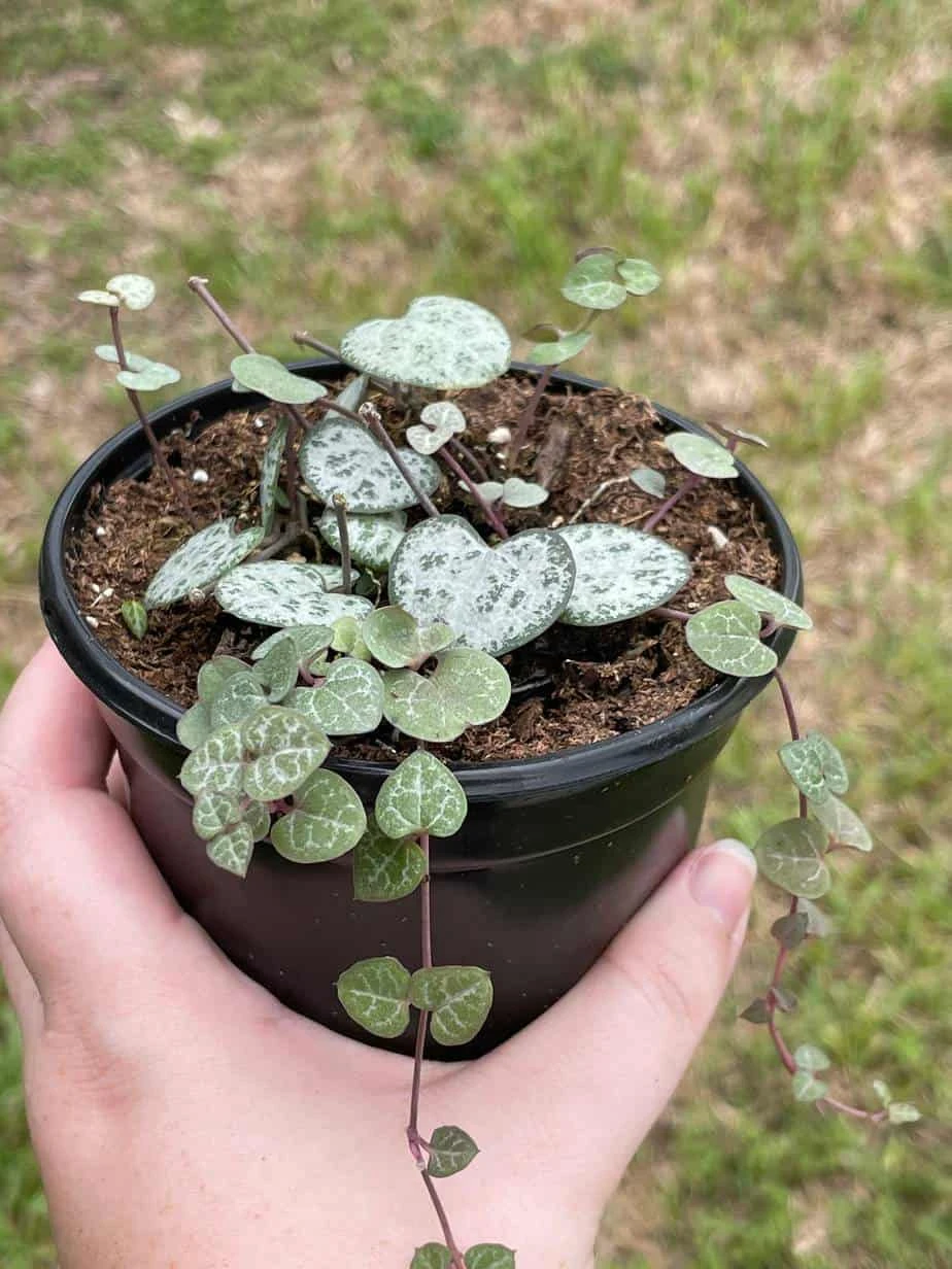 String Of Hearts, Ceropegia Woodii, Very Filled In A 4 Inch Pot - Image 3