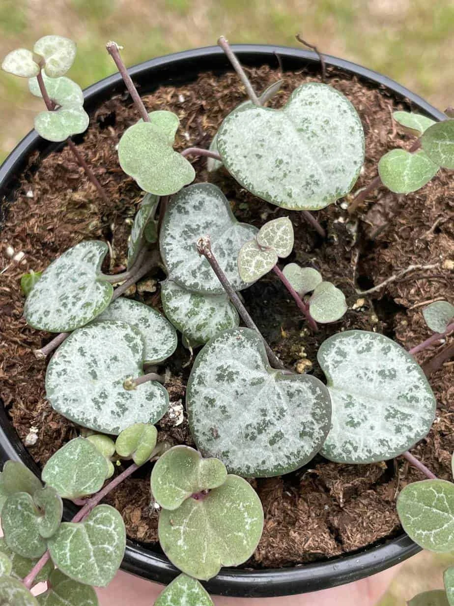 String Of Hearts, Ceropegia Woodii, Very Filled In A 4 Inch Pot - Image 4