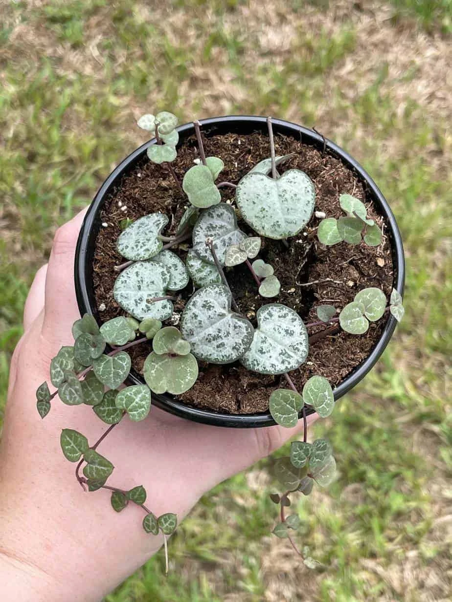 String Of Hearts, Ceropegia Woodii, Very Filled In A 4 Inch Pot - Image 2