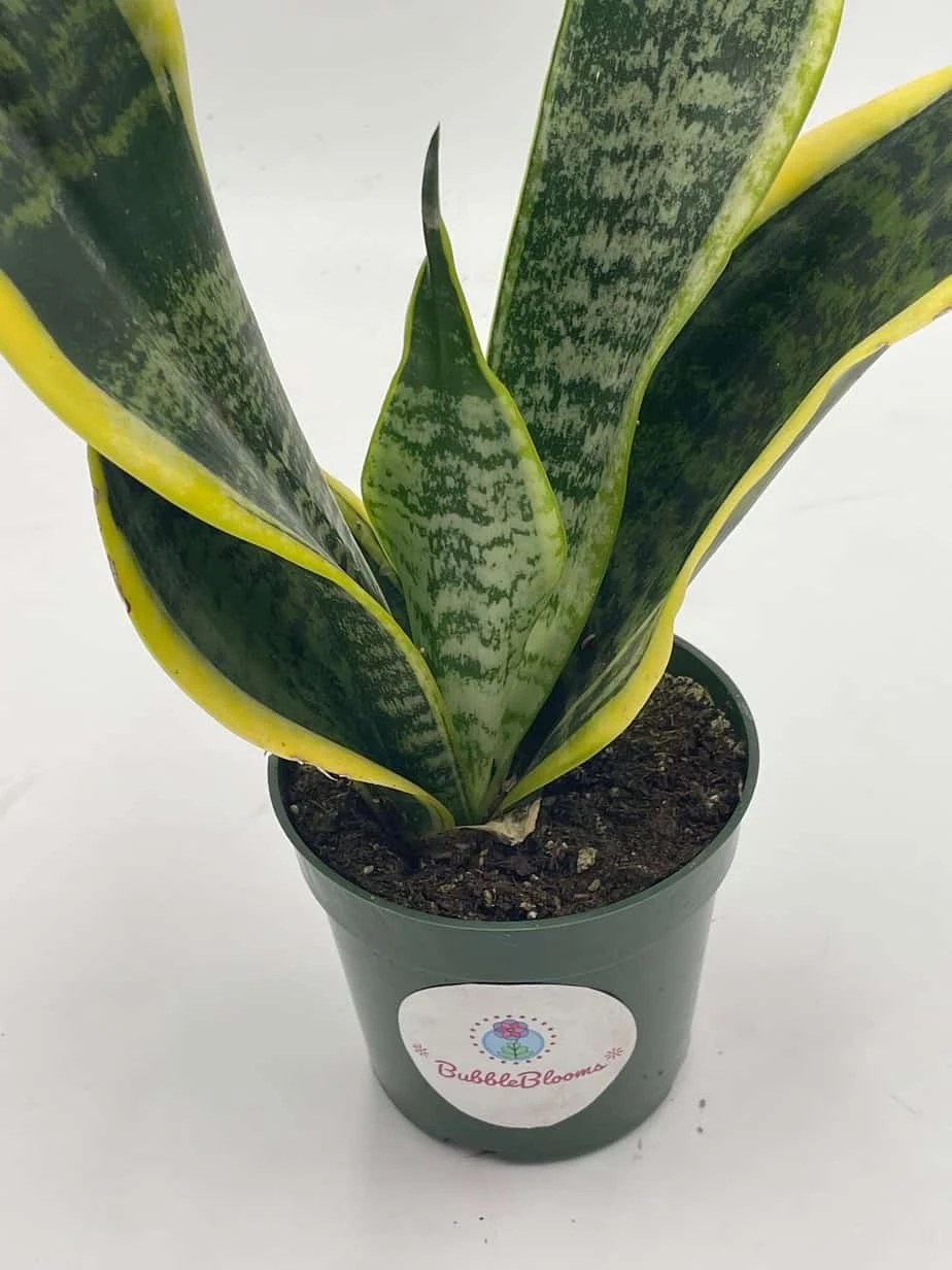 Variegated Snake Plant, Cow's Tongue, Lengua De Vaca, St George's Sword, Mother-in-law's Tongue, Viper's Bowstring Hemp Dracaena Trifasciata - Image 5