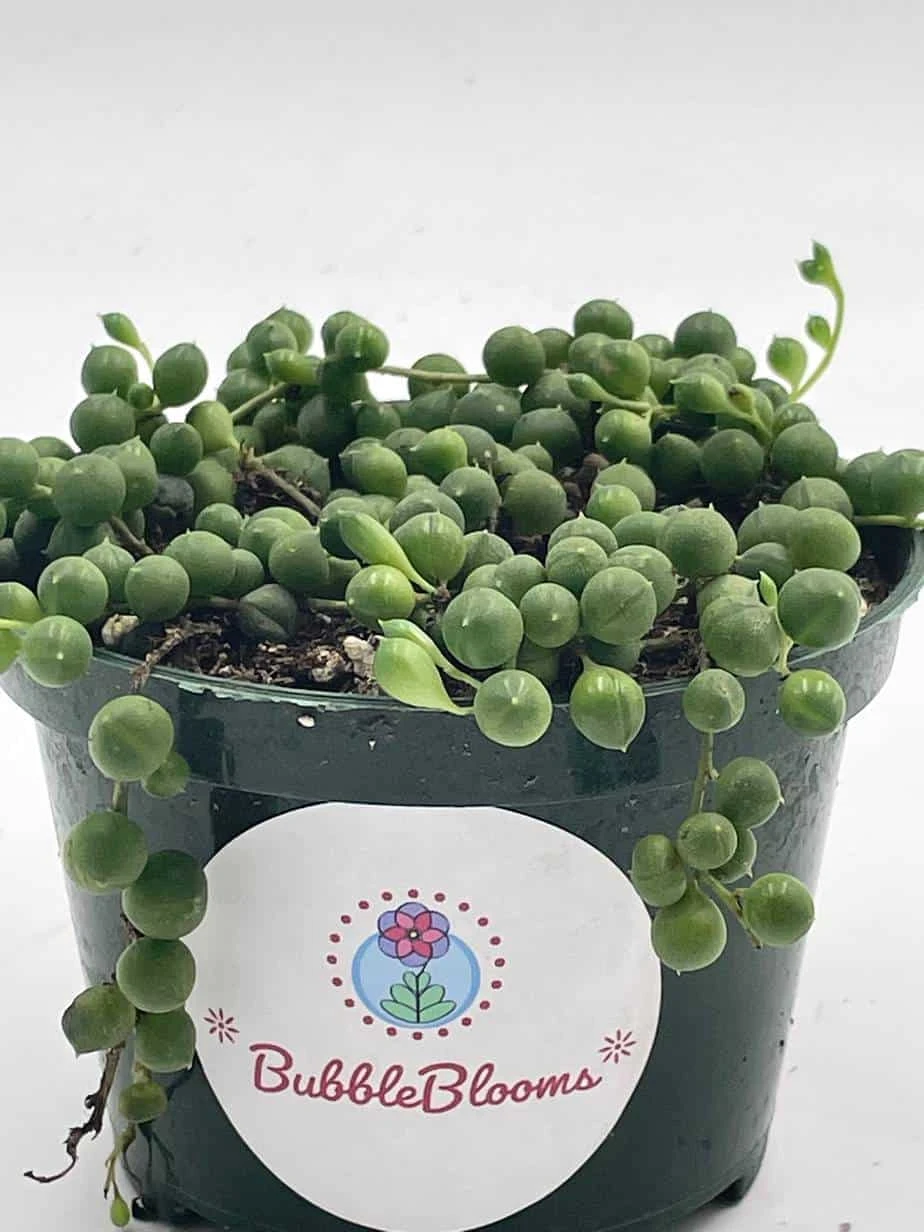 String Of Pearls, Senecio Rowleyanus, String Of Peas, String Of Beads, Necklace Succulent, Well Rooted Very Filled Healthy, String-of-pearls - Image 2