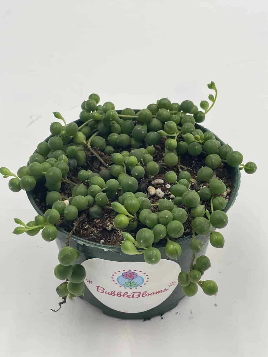 String Of Pearls, Senecio Rowleyanus, String Of Peas, String Of Beads, Necklace Succulent, Well Rooted Very Filled Healthy, String-of-pearls - Image 9