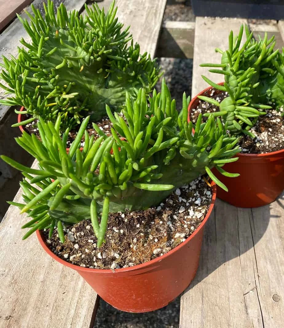 Mature Cactus Plant Eve's Needle Crest. Crested Form With Undulating Green Fans. Green And Yellow "soft" Needles. - Image 10
