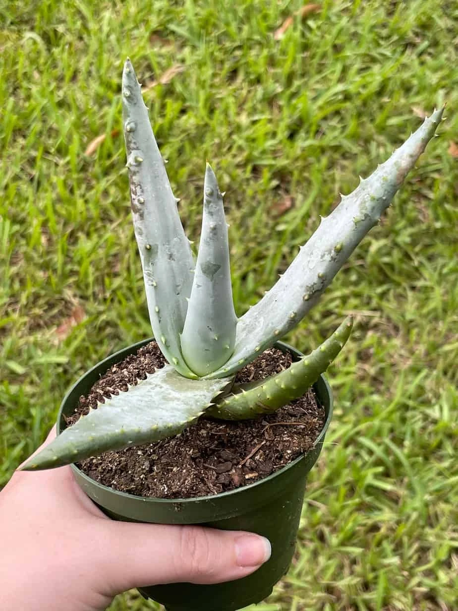 Aloe Ferox 'Cape' Bitter Aloe, Very Filled In 4 Inch Pot - Image 6