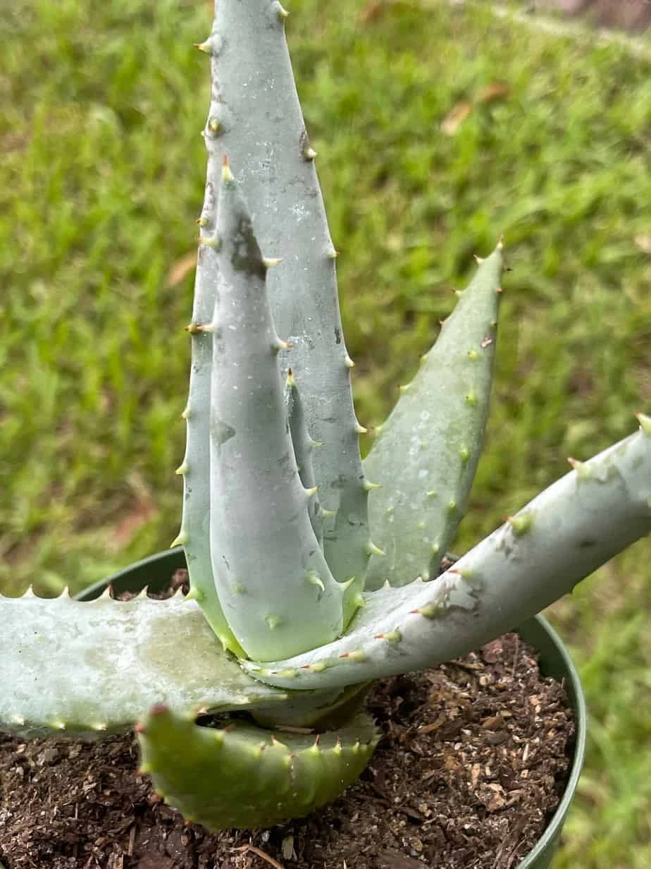 Aloe Ferox 'Cape' Bitter Aloe, Very Filled In 4 Inch Pot - Image 3