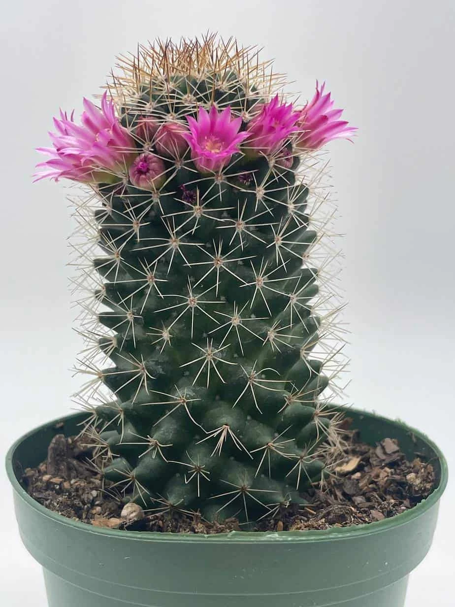 Old Lady Cactus, Old-Lady Pincushion, Mammillaria Hahniana - Image 2